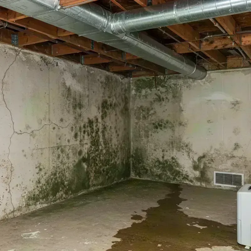 Professional Mold Removal in Greenville County, SC